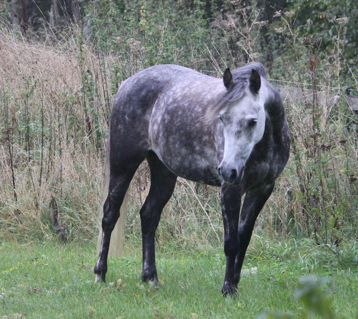 DSP Sica's Polly billede 20