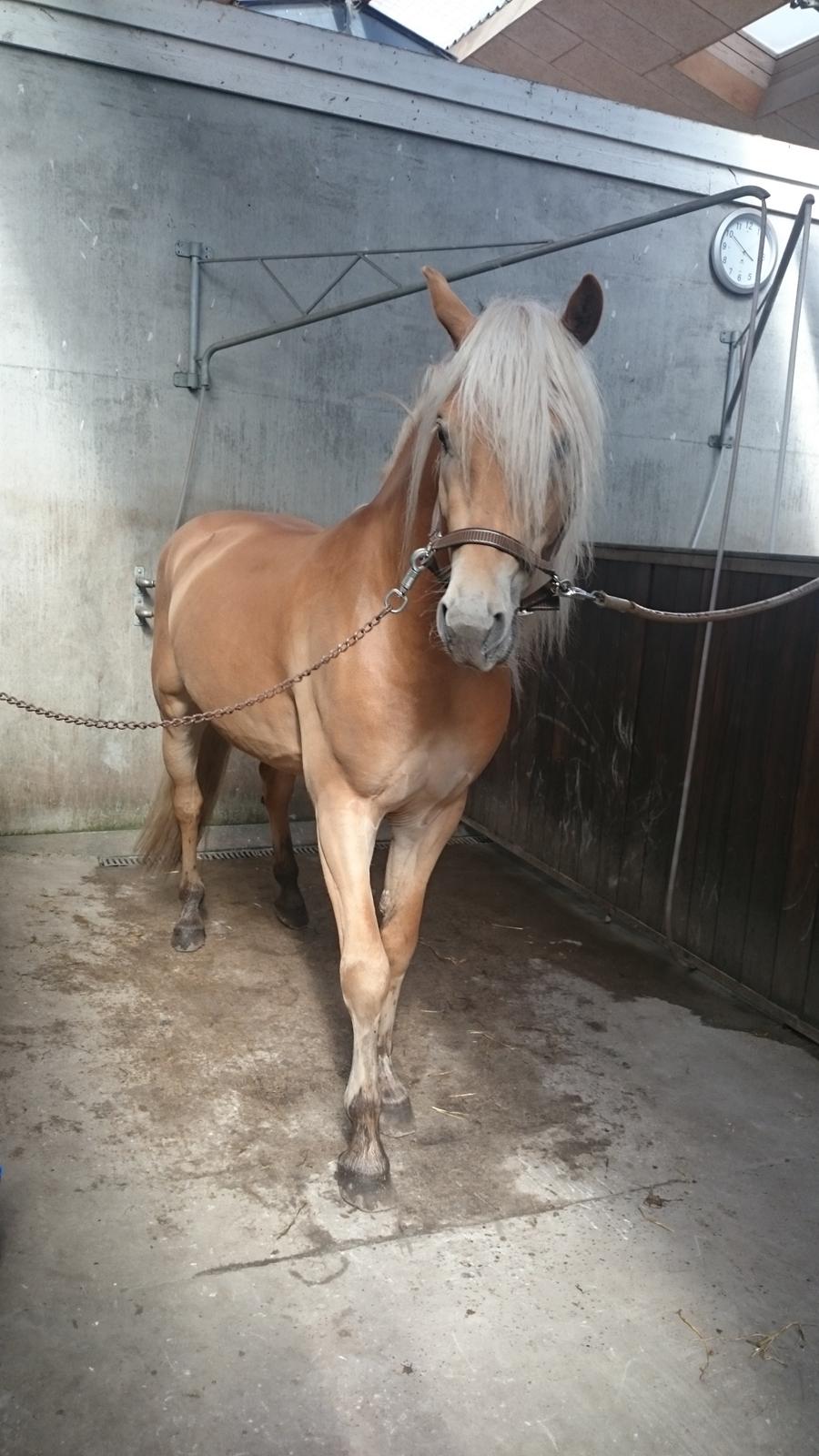 Haflinger Artaud Classwei af Åtte Bjerge - Foråret 2016 billede 17