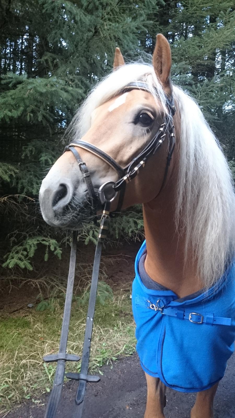 Haflinger Artaud Classwei af Åtte Bjerge - Foråret 2016 billede 19