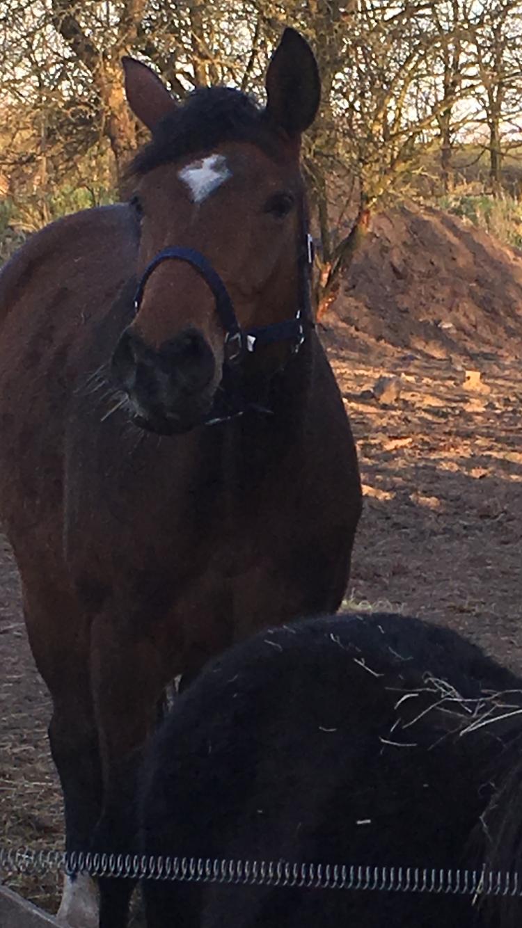 Dansk Varmblod Desire billede 2