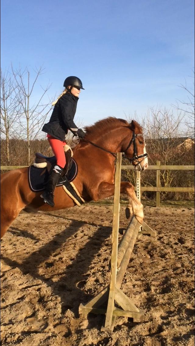 Anden særlig race Milando - Synes dette billede er så fint <3 billede 16