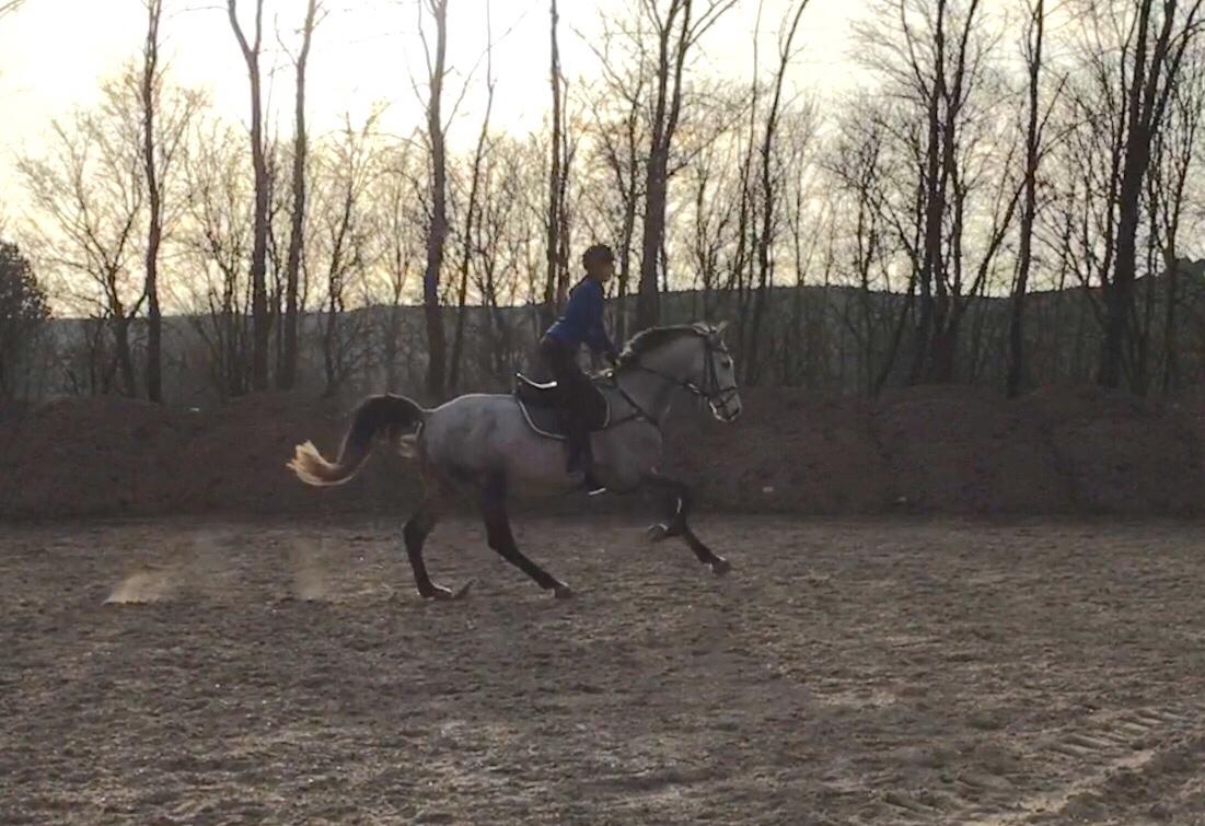 Dansk Varmblod Cornelius billede 5