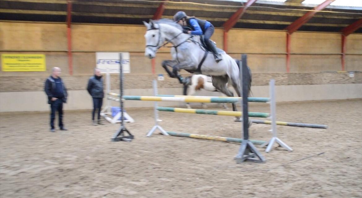 Dansk Varmblod Cornelius billede 10