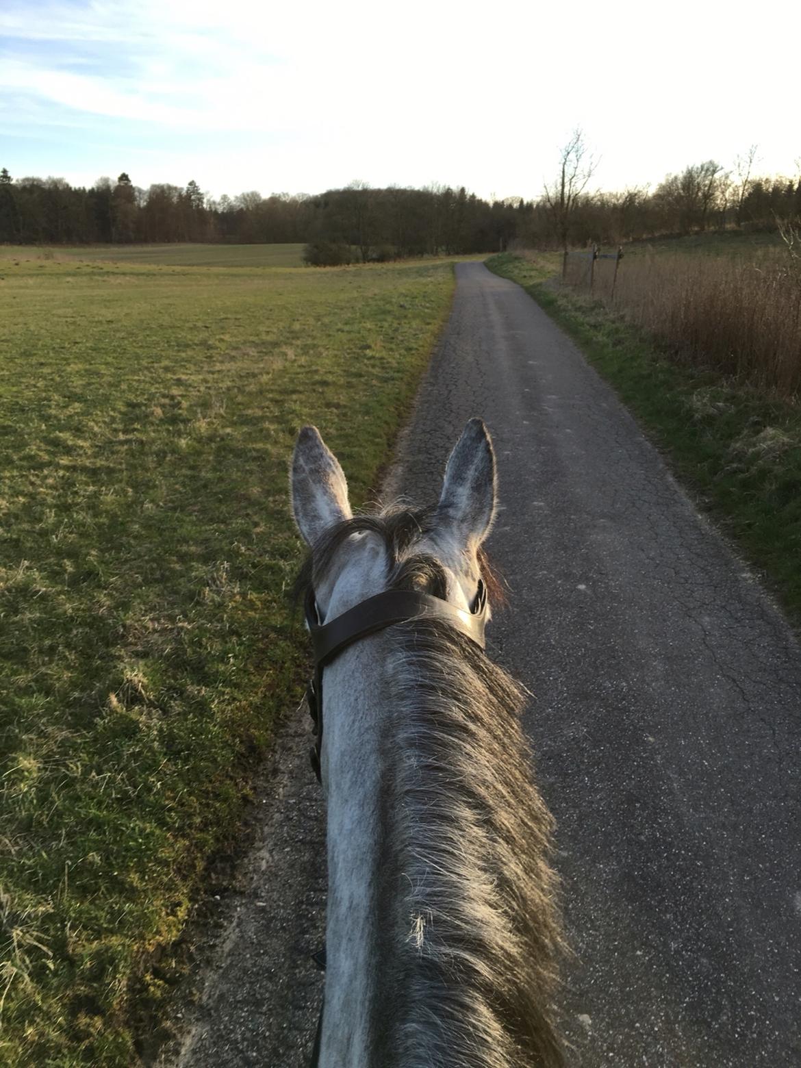 Dansk Varmblod Cornelius billede 18