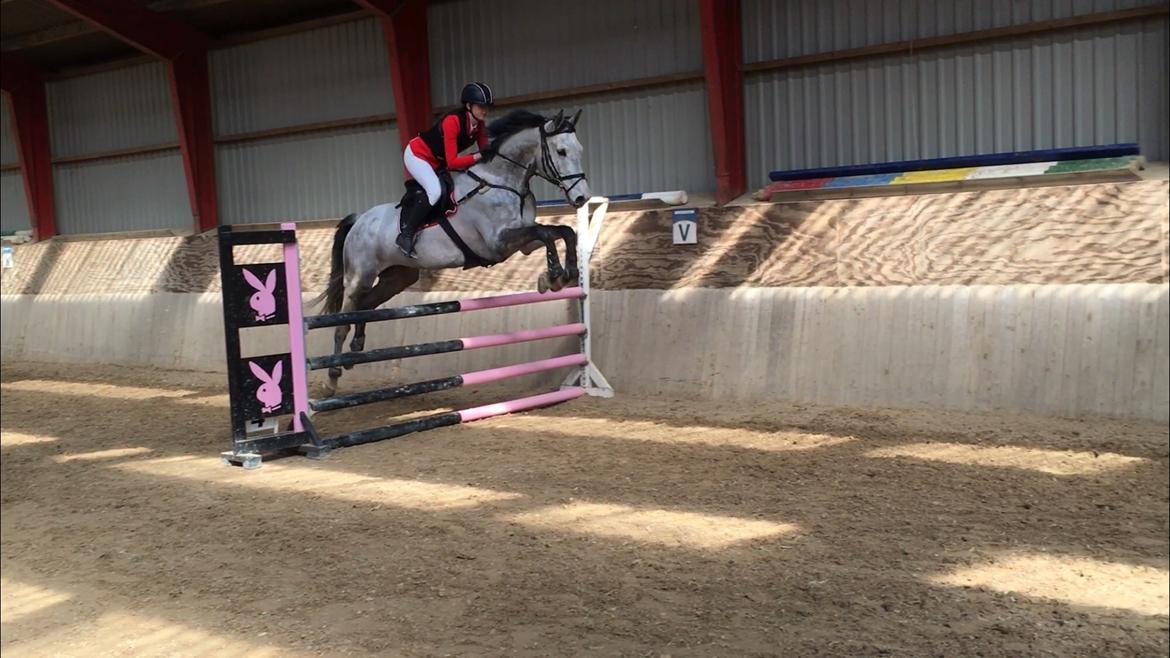 Dansk Varmblod Cornelius billede 12