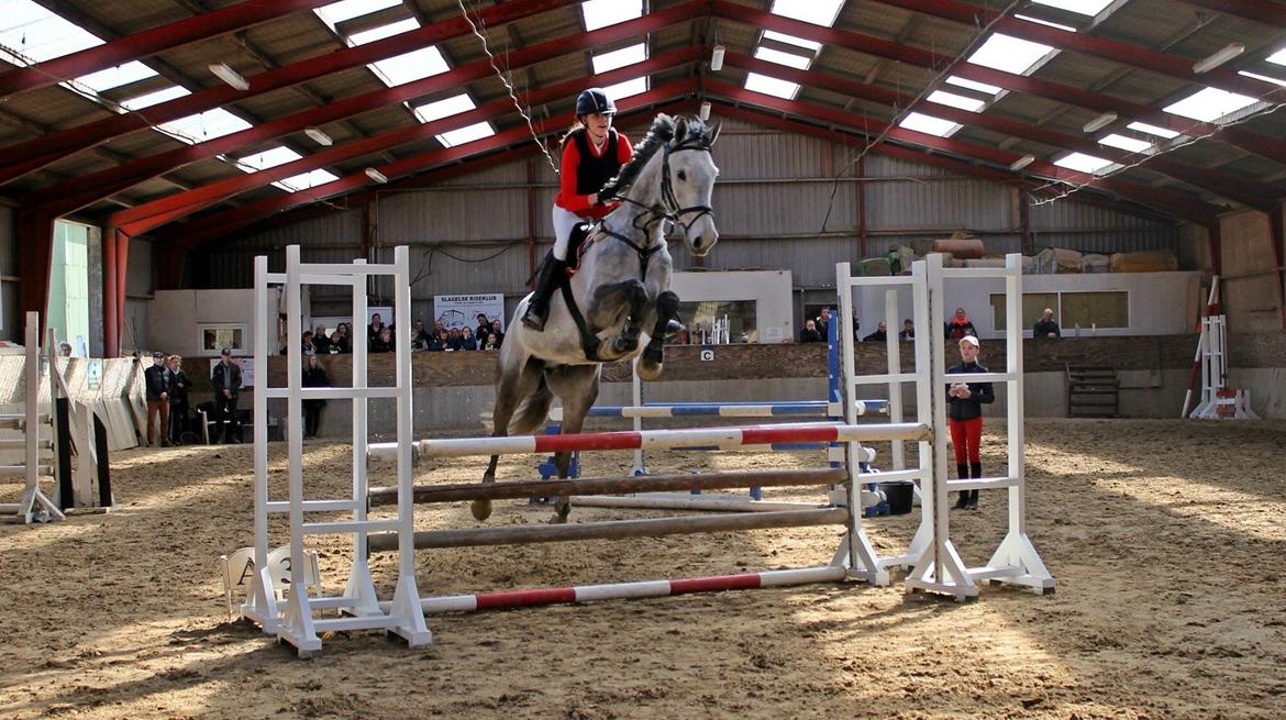 Dansk Varmblod Cornelius billede 3