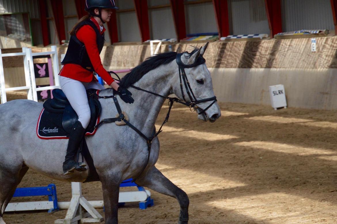 Dansk Varmblod Cornelius billede 16