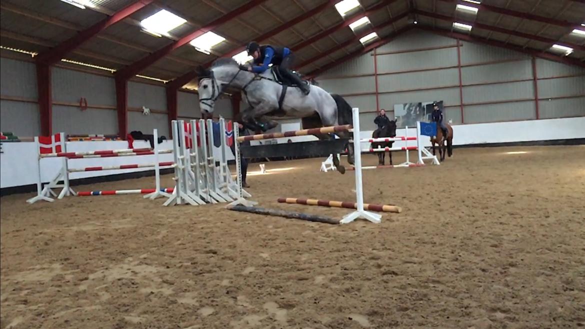 Dansk Varmblod Cornelius billede 11