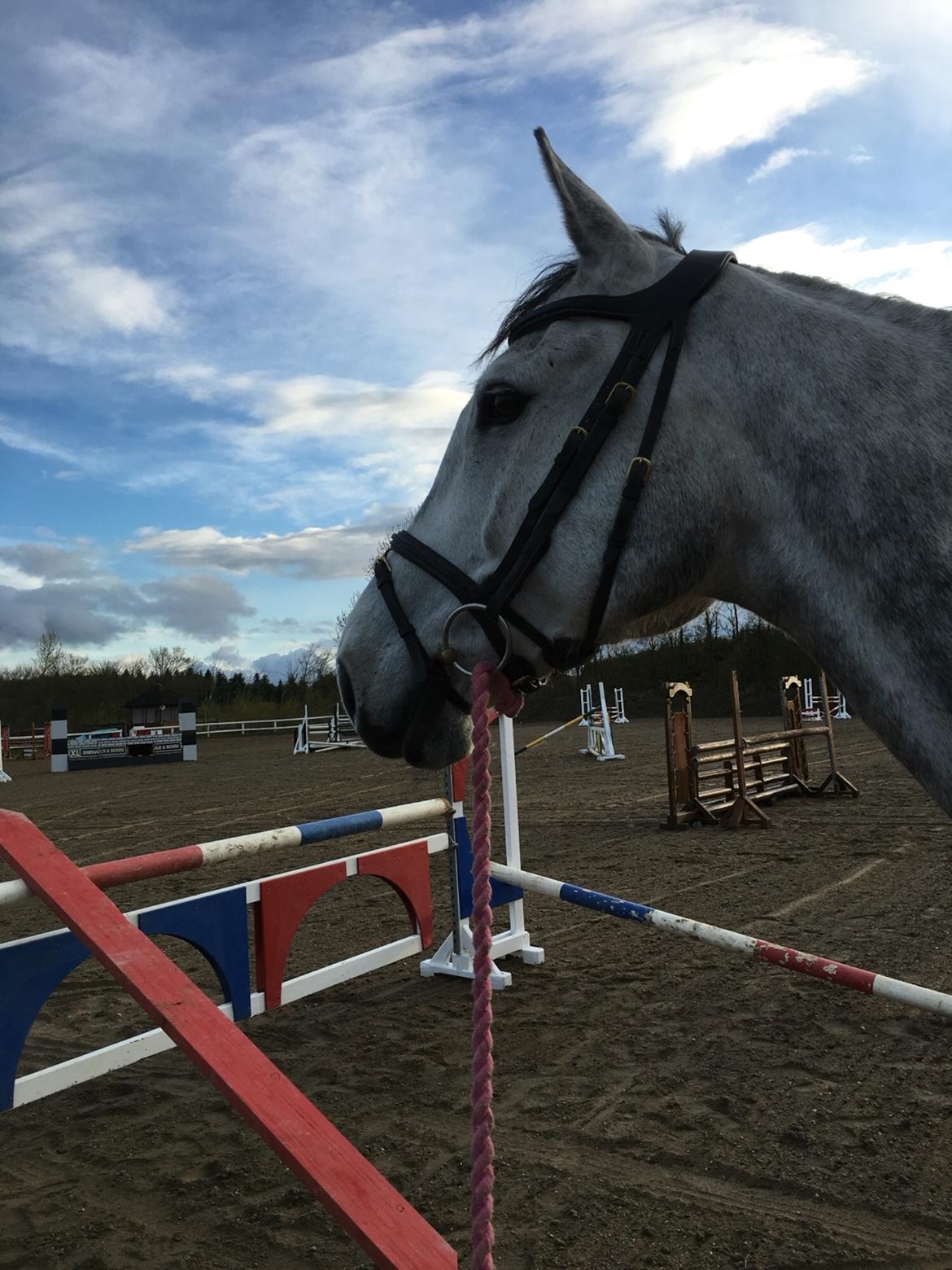 Dansk Varmblod Cornelius billede 17