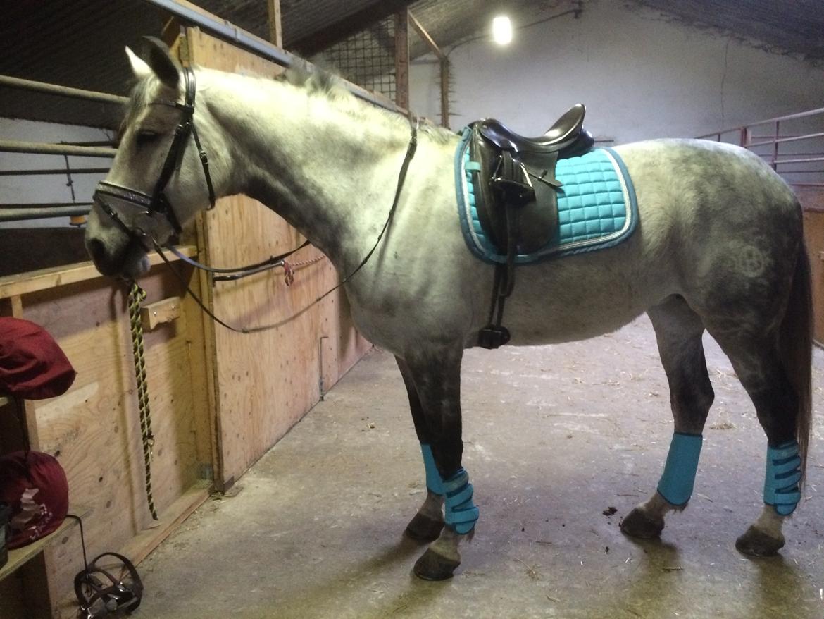 Holstener Alina  billede 4