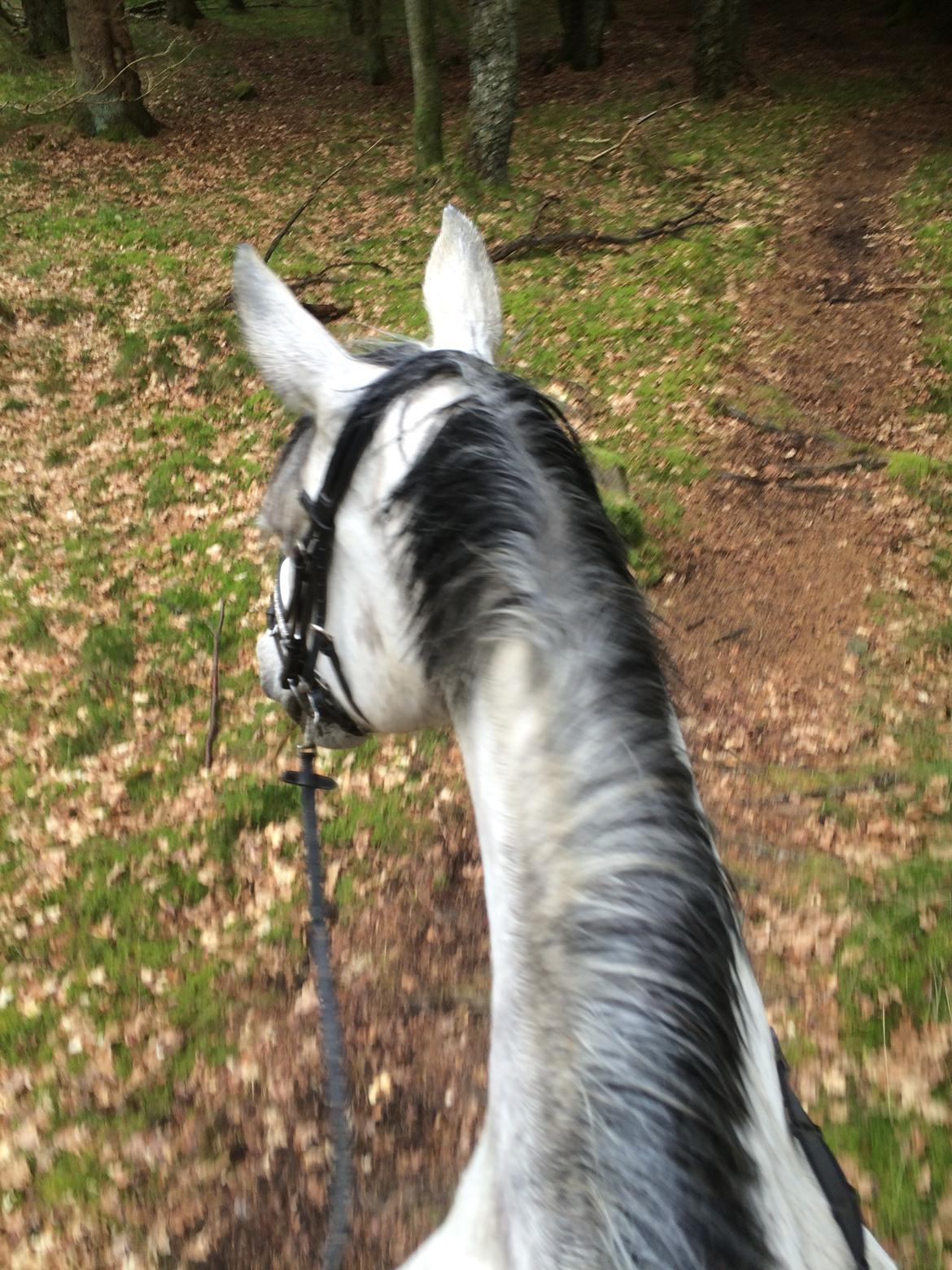 Holstener Alina  billede 6