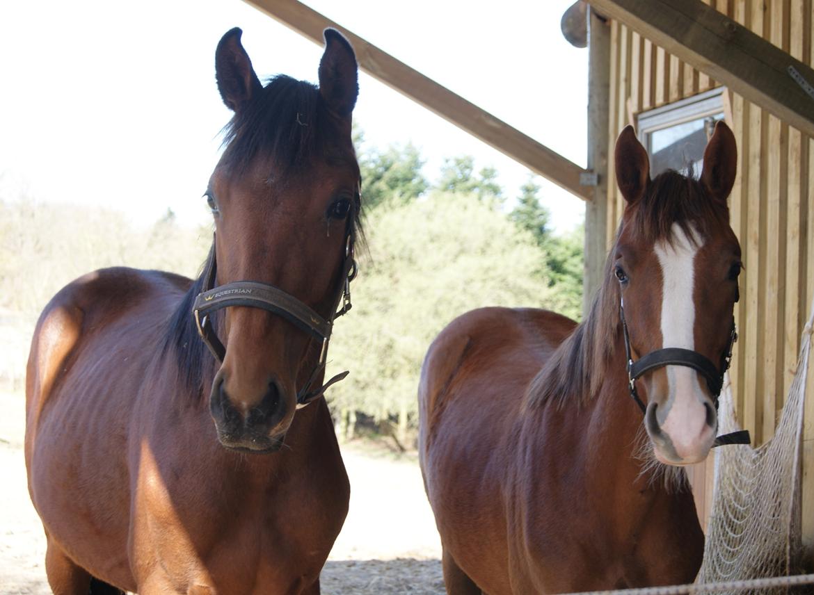 Dansk Varmblod Gørklintgårds Gratia - 22. april 2016  billede 8