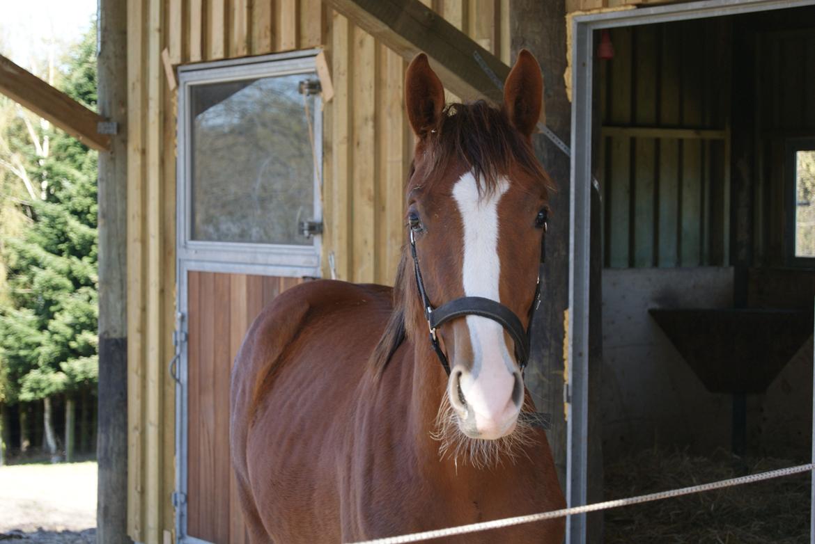 Dansk Varmblod Gørklintgårds Gratia - Taget den fredag den 22. april 2016 - snart 1 år :-) billede 1
