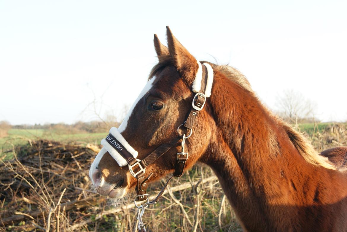 Dansk Varmblod Gørklintgårds Gratia - På tur :-) billede 9