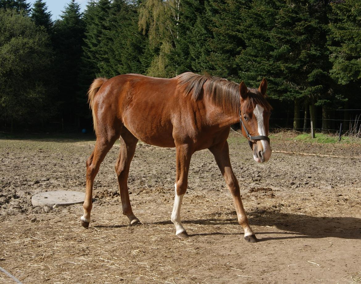 Dansk Varmblod Gørklintgårds Gratia - Grethe fylder 1 år den 10. maj, og billedet er fra den 22. april 2016 :-) billede 10