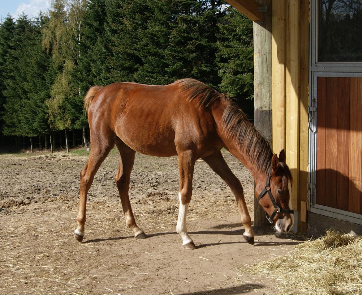 Dansk Varmblod Gørklintgårds Gratia - 22. april 2016 billede 12