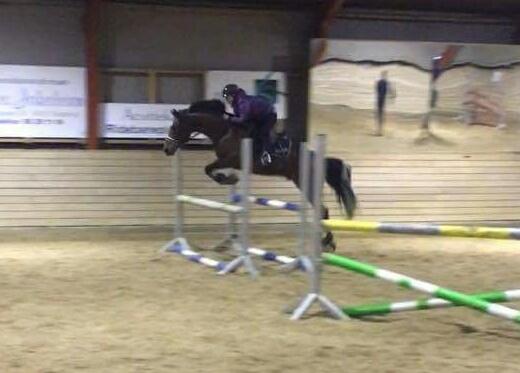 Anden særlig race Søndervangs Kentucky billede 18