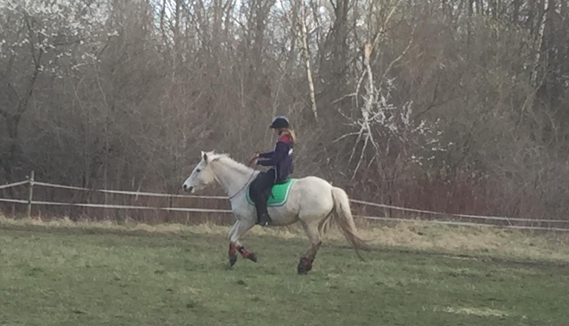 Anden særlig race Laura *Lånehest - Dårlig kvali, men dygtig hest <3 billede 8