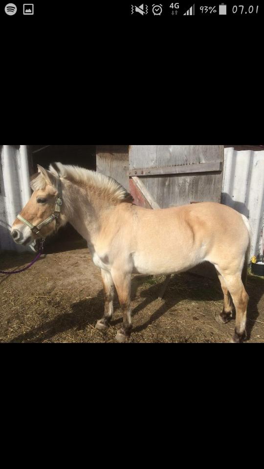 Fjordhest Emma  (himmelhest)  billede 13