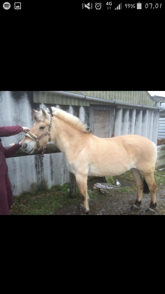 Fjordhest Emma  (himmelhest)  billede 14