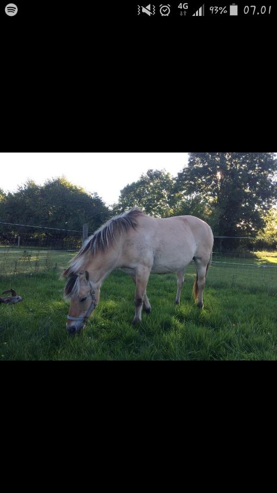 Fjordhest Emma  (himmelhest)  billede 15