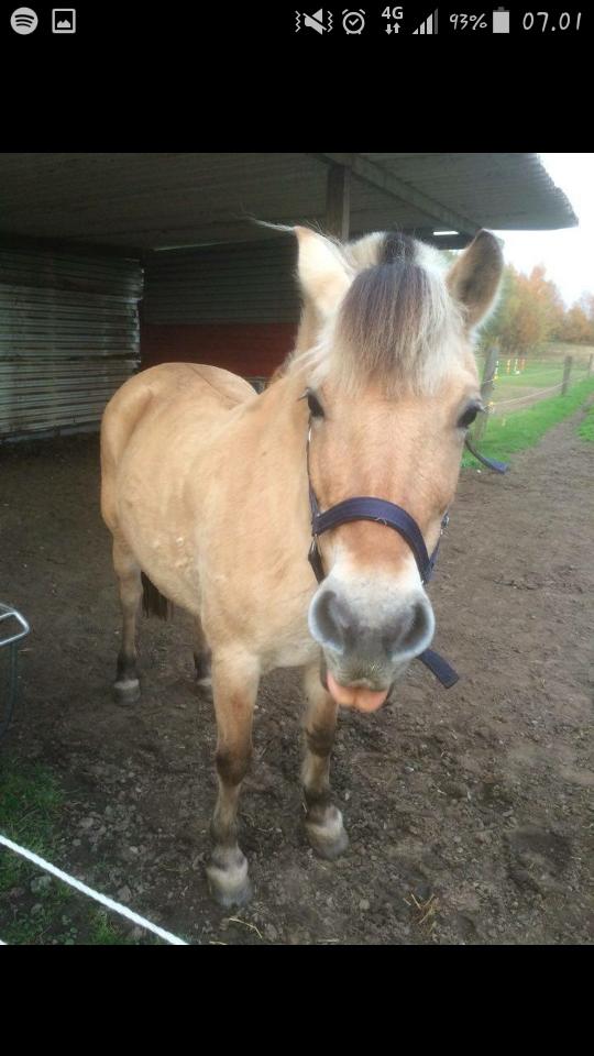 Fjordhest Emma  (himmelhest)  billede 16