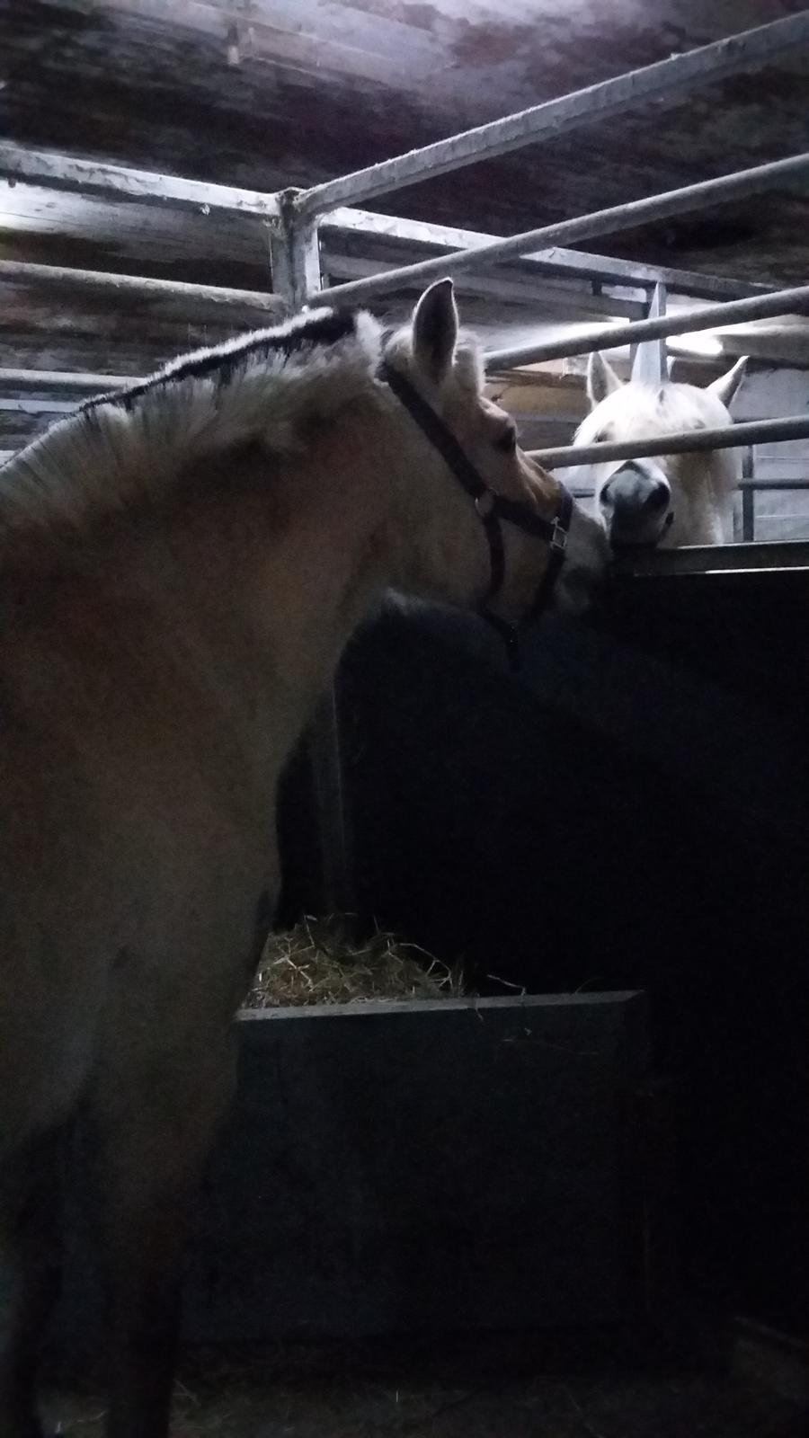 Fjordhest Emma  (himmelhest)  billede 12