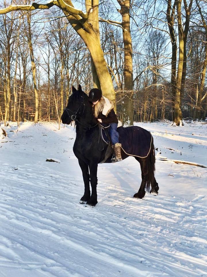 Frieser Diablo/Dippsen  - Min dejlige dreng  billede 3