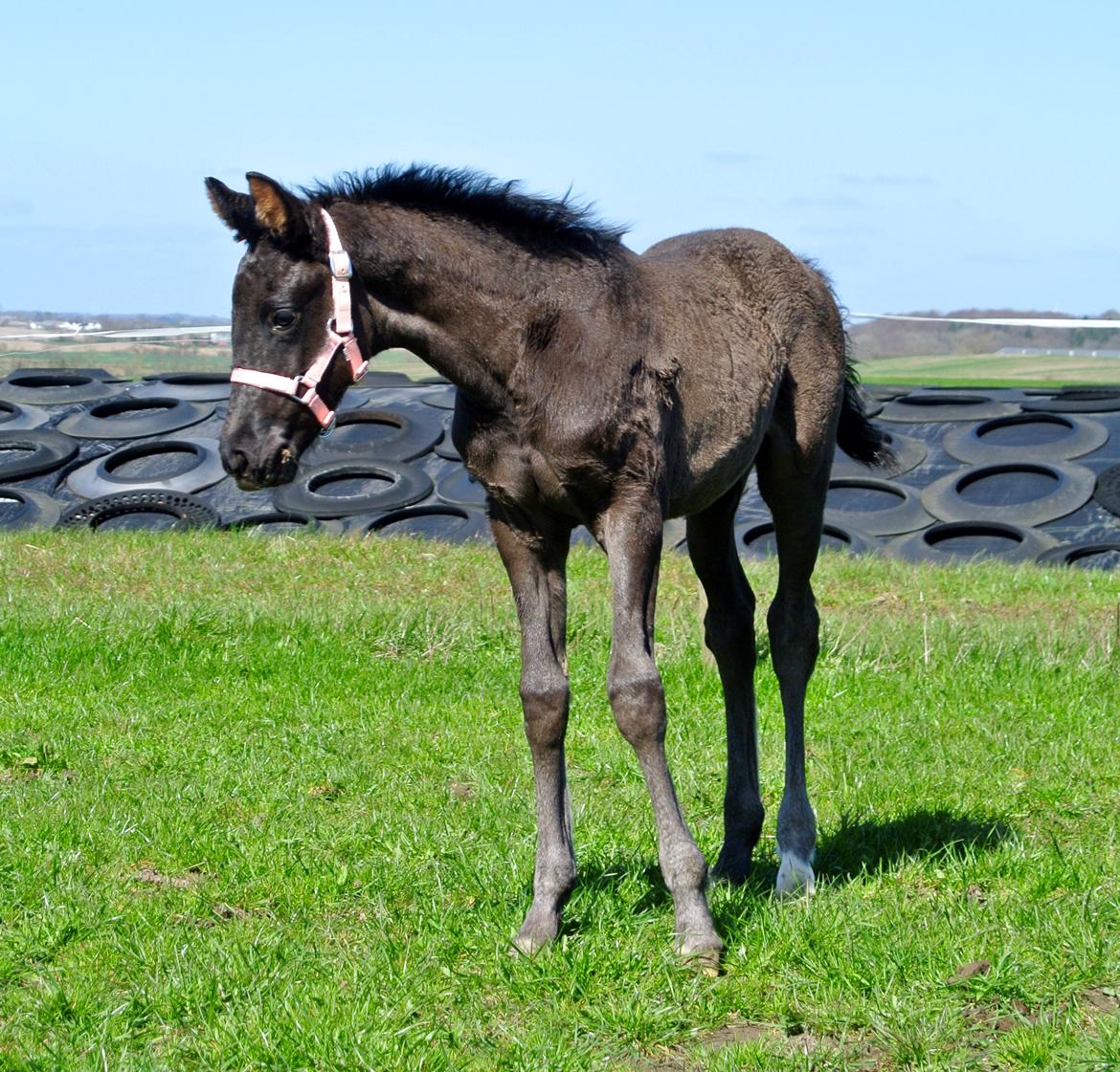 Dansk Varmblod Rihanna A.N. billede 5