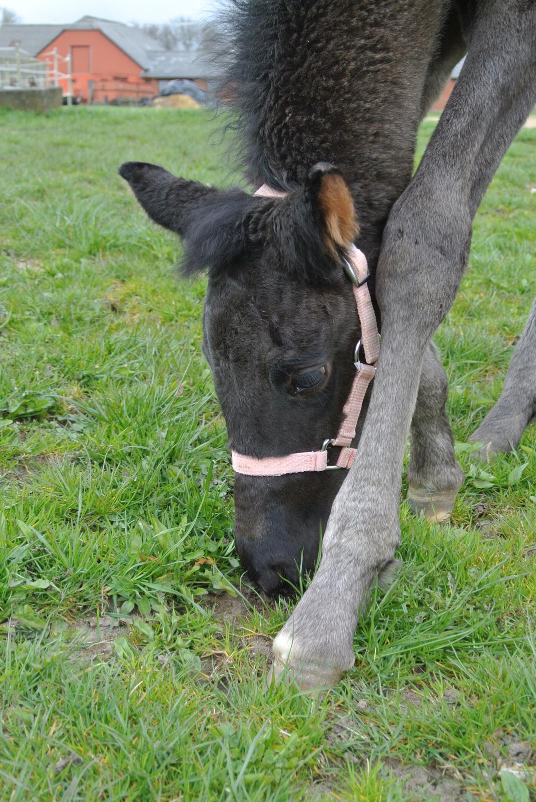 Dansk Varmblod Rihanna A.N. billede 3