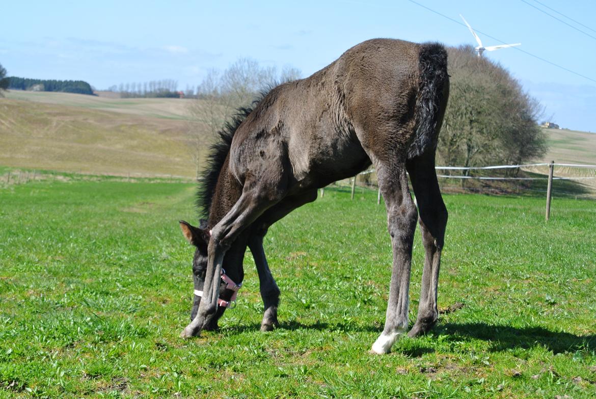 Dansk Varmblod Rihanna A.N. billede 4