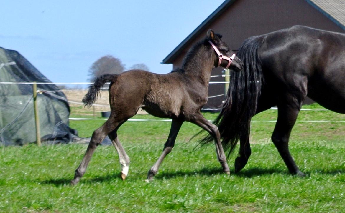 Dansk Varmblod Rihanna A.N. billede 6