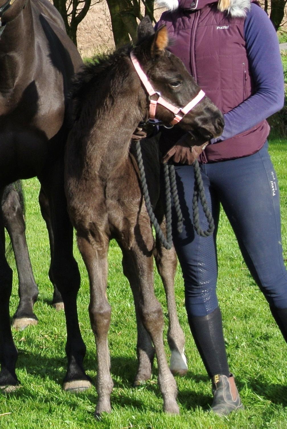 Dansk Varmblod Rihanna A.N. billede 2