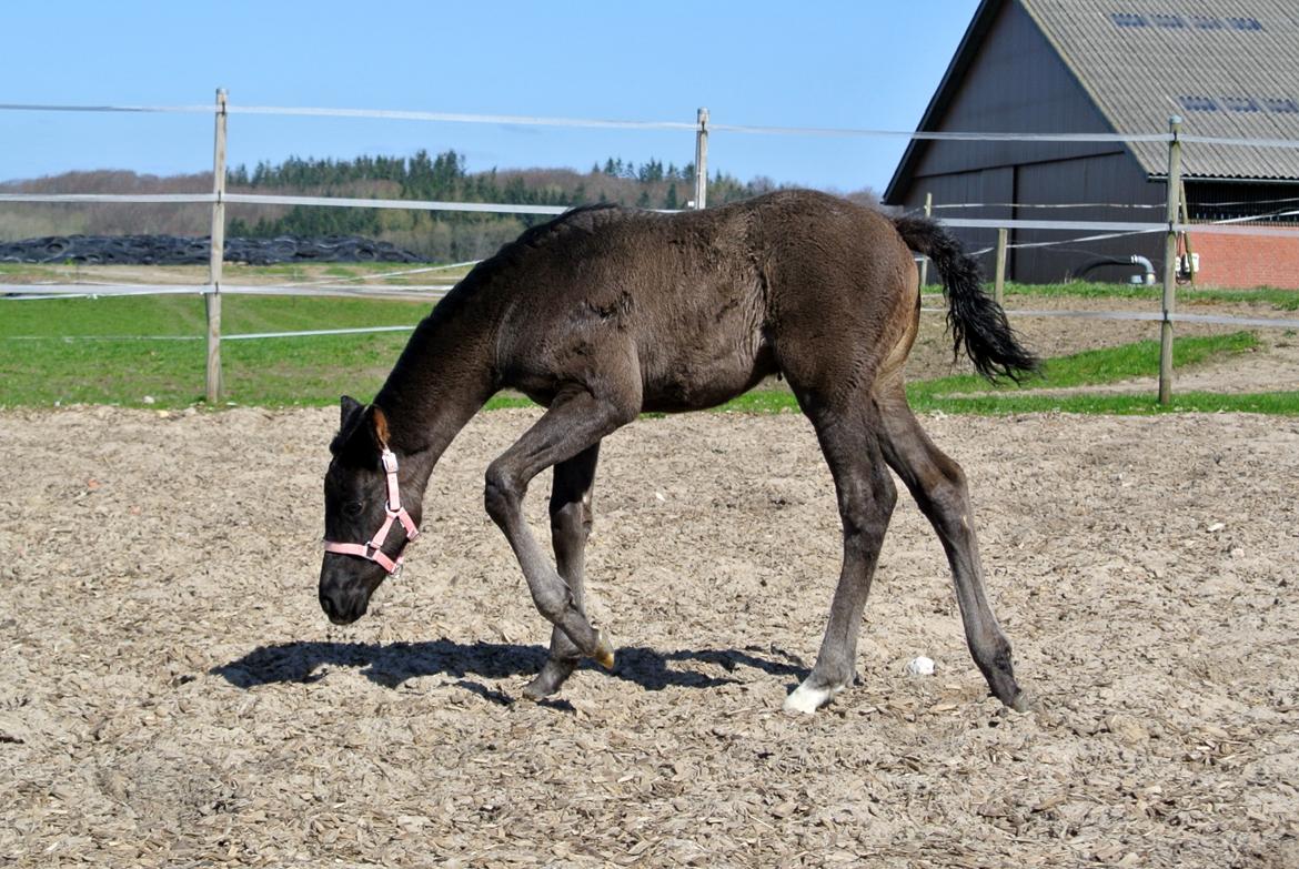 Dansk Varmblod Rihanna A.N. billede 7