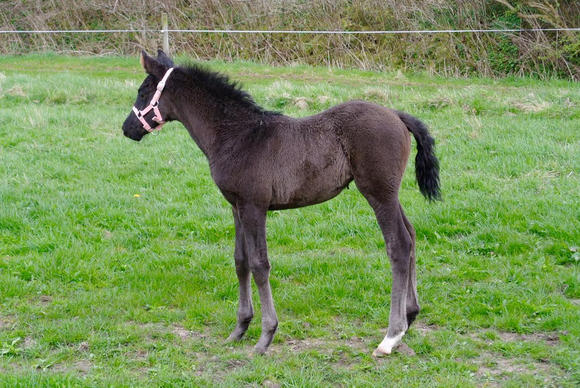 Dansk Varmblod Rihanna A.N. billede 8