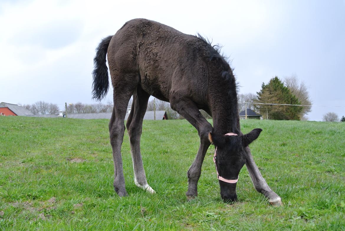 Dansk Varmblod Rihanna A.N. billede 9