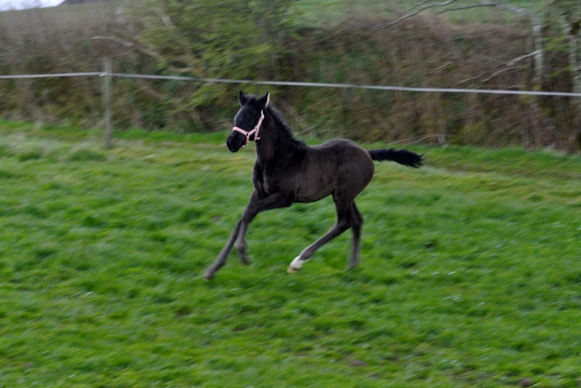 Dansk Varmblod Rihanna A.N. billede 10