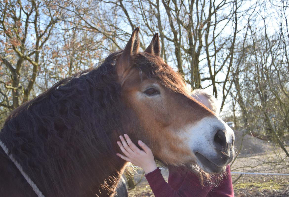 Nordsvensk Skovhest Balder (Cuauhtémoc Achak Canowicakte) billede 8