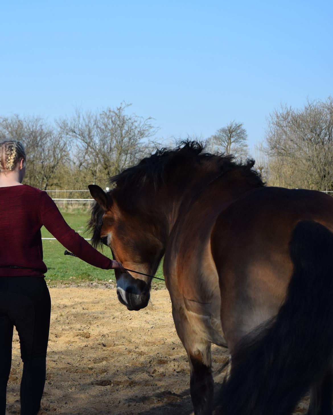 Nordsvensk Skovhest Balder (Cuauhtémoc Achak Canowicakte) billede 5