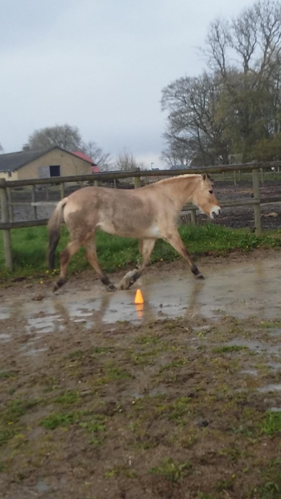 Fjordhest Emma  (himmelhest)  billede 11