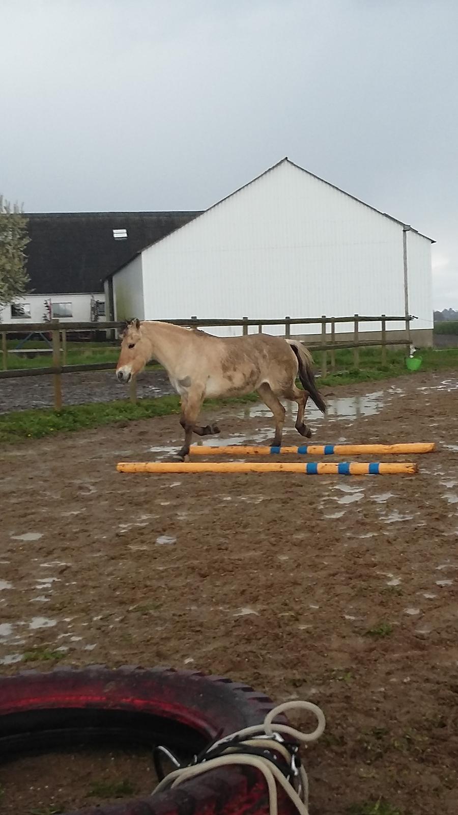 Fjordhest Emma  (himmelhest)  billede 10