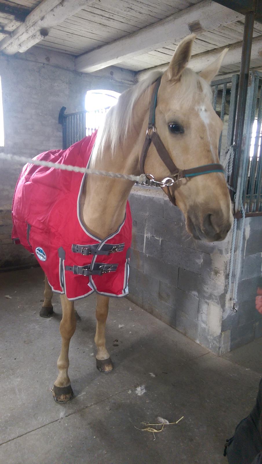 Palomino Golden Fashion billede 18