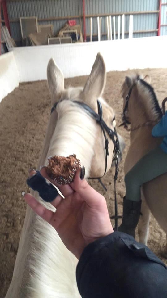 Palomino Soevangs CK One - Underskrivelsen af kontrakten fejres med en romkugle på ryggen af ham. Tag jer ikke af min brækket finger :D billede 11