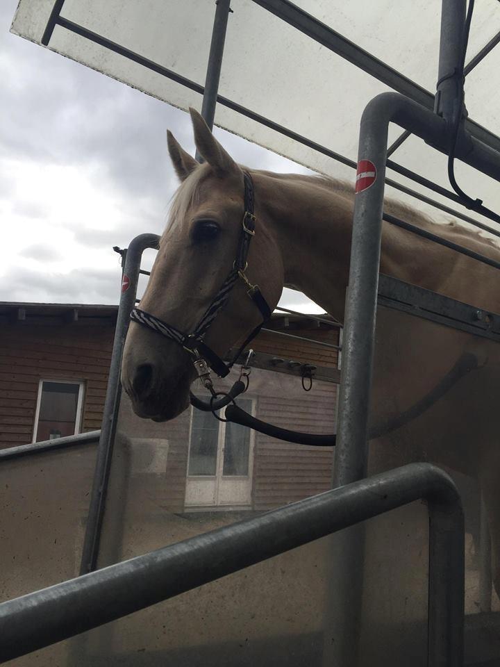 Palomino Soevangs CK One - Skridtbånd. billede 15