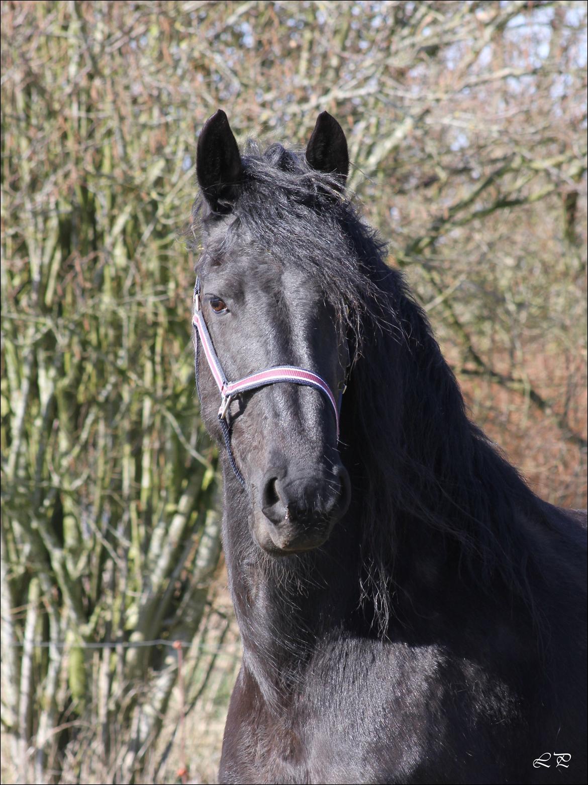 Frieser Miranda M.B. billede 5