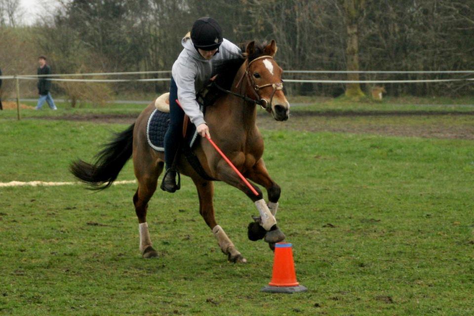 Anden særlig race Belgium Braun Beauty  billede 2