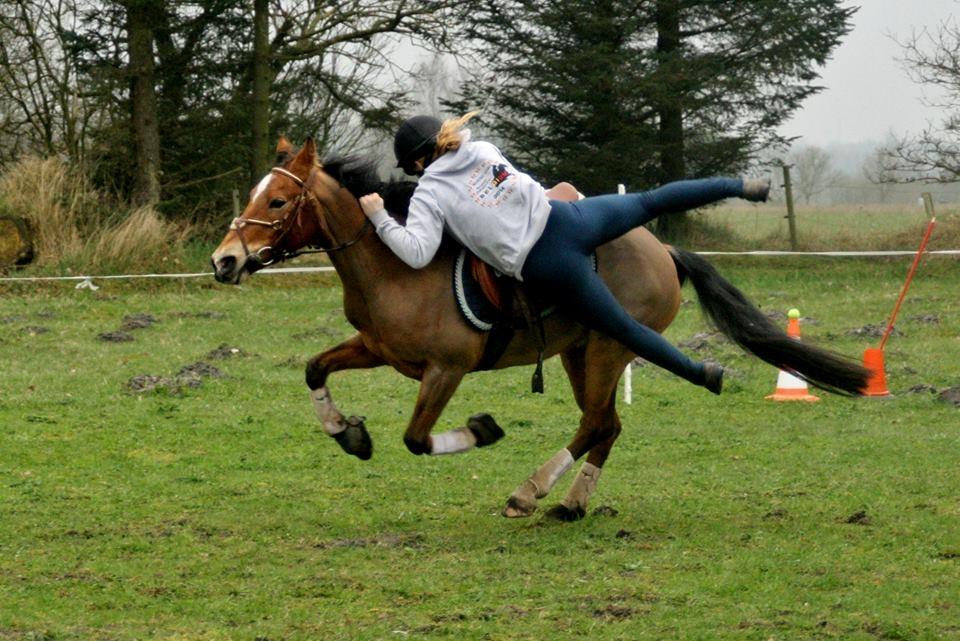 Anden særlig race Belgium Braun Beauty  billede 3
