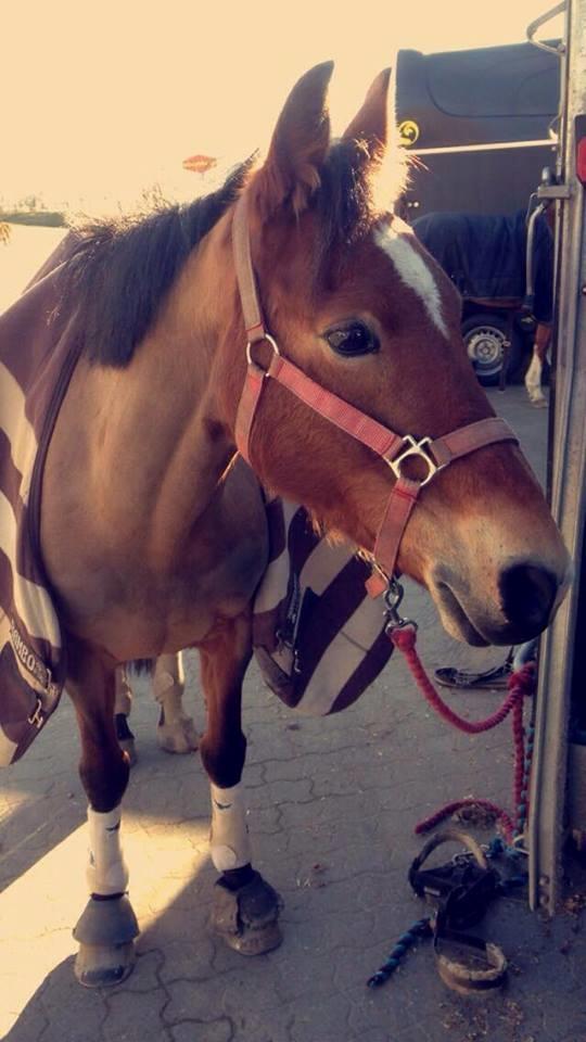 Anden særlig race Belgium Braun Beauty  billede 4