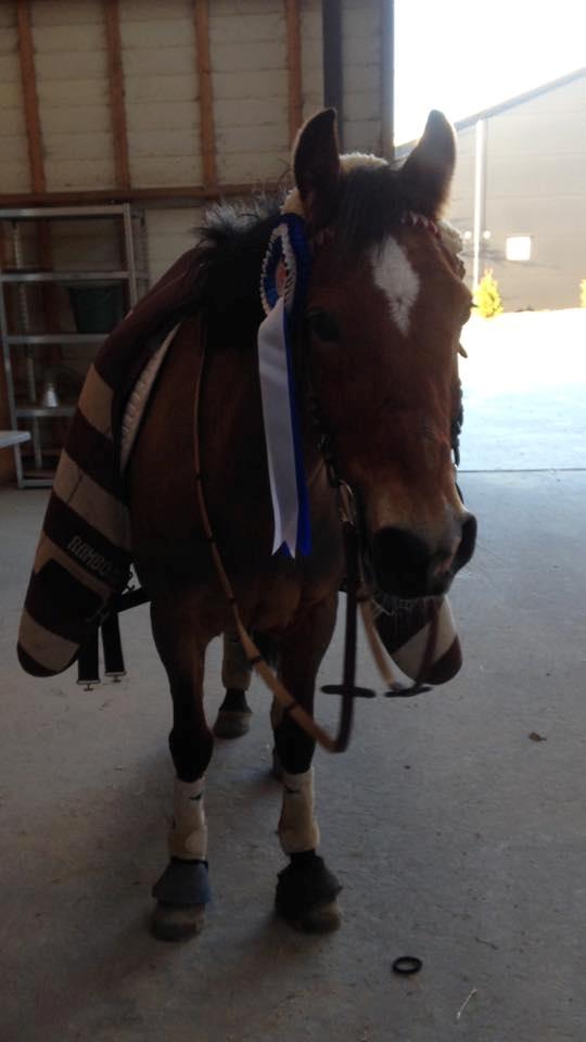 Anden særlig race Belgium Braun Beauty  billede 5