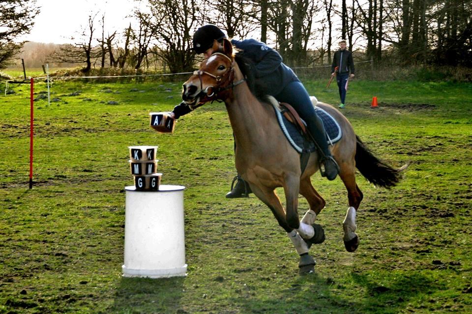 Anden særlig race Belgium Braun Beauty  billede 1